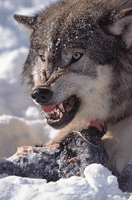 Snarling Wolf